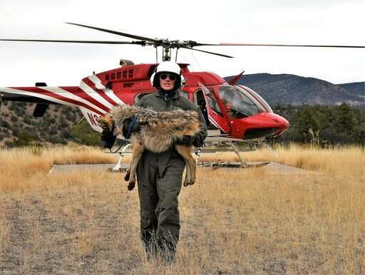 Survey: More Mexican gray wolves roaming southwestern US