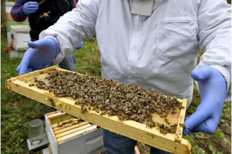 Survey sees biggest US honeybee winter die-off yet