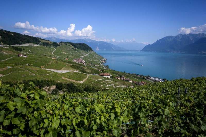 Swiss wines may not currently be well-known outside of the country but a new export promotion strategy aims to change that