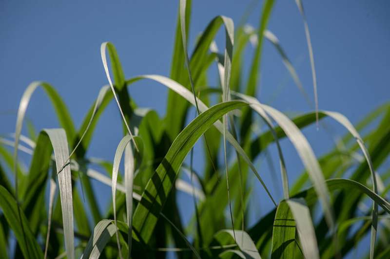 Switchgrass hybrid yields insights into plant evolution