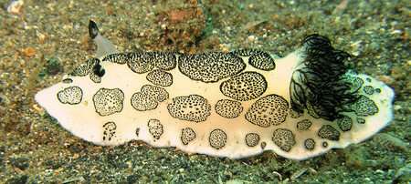 Synthetic chemistry takes anti-cancer compounds out of the sea slug and into the lab