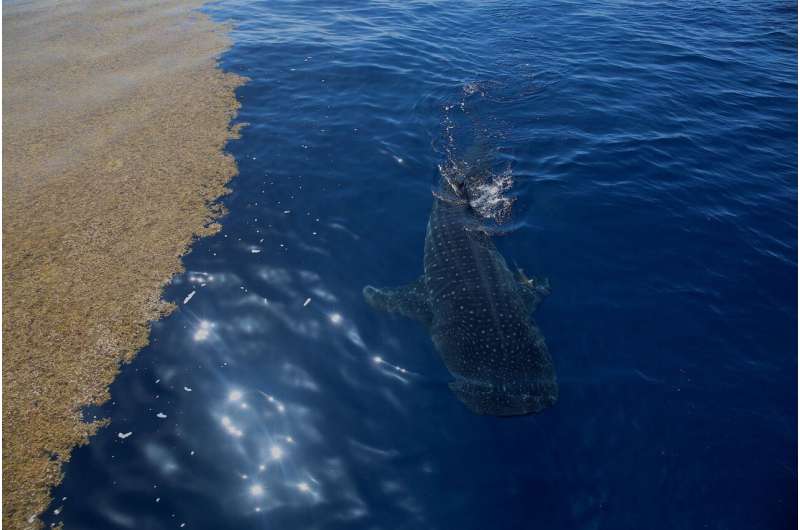 Tagged whale shark part of ongoing study by NSU’s guy harvey research institute