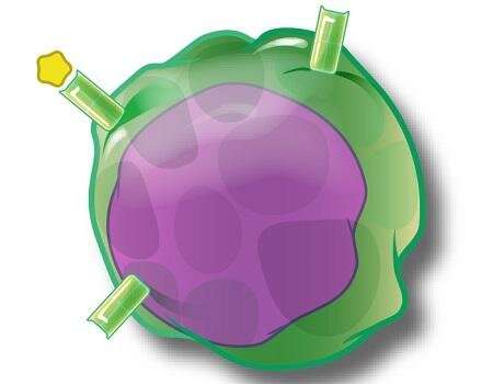 T cell