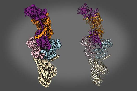 Team solves structure of key mTORC1 activator