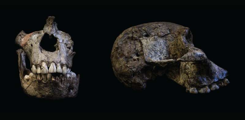 Teeth 'time capsule' reveals that 2 million years ago, early humans breastfed for up to 6 years