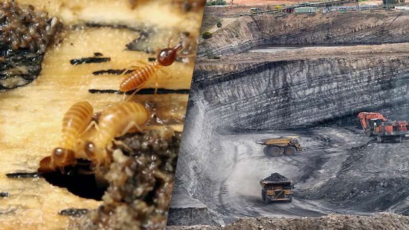 Termite-gut microbes extract clean energy from coal