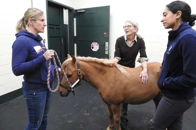 Testing a new therapy for horses struggling to breathe