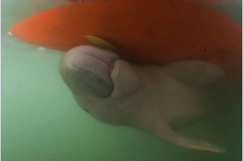 Thai marine biologist pleads for dugong conservation plan