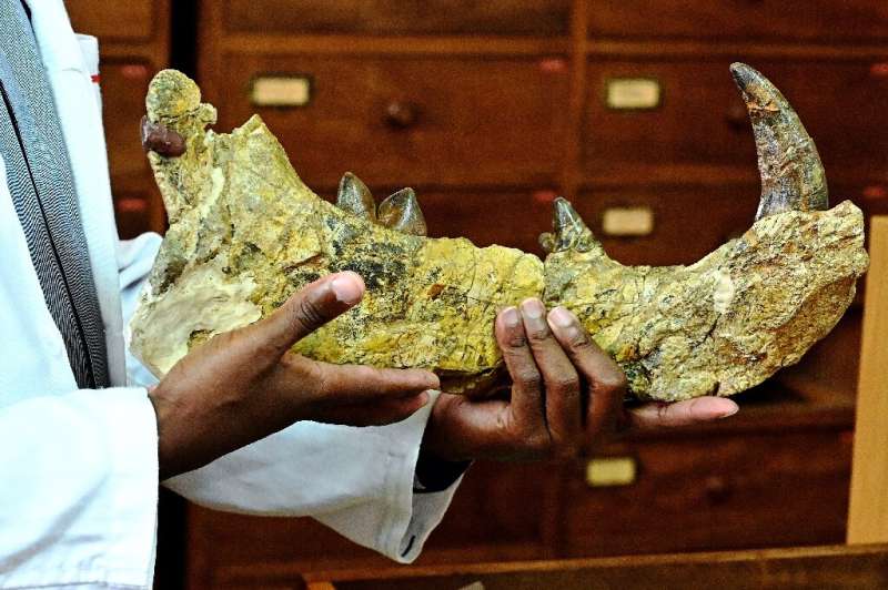The 23-million-year-old bones  of the newly-discovered giant, Simbakubwa kutokaafrika, had been left for nearly 40 years in a dr
