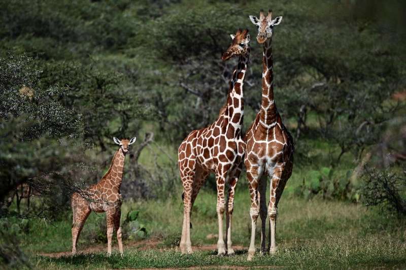 The African giraffe population as a whole has shrunk by an estimated 40 percent over the past three decades, to just under 100,0