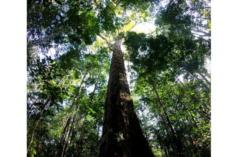 The Amazon's tallest tree just got 50% taller – and scientists don't know how