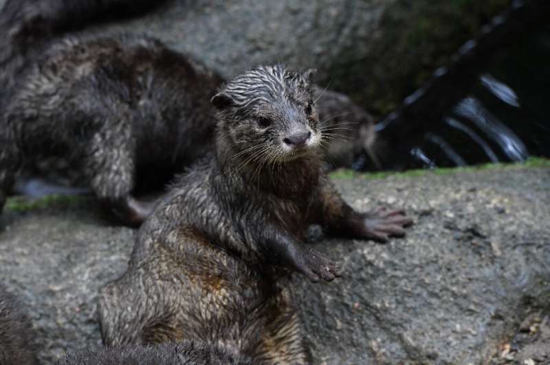The Asian small-clawed otter will soon be banned from international trade