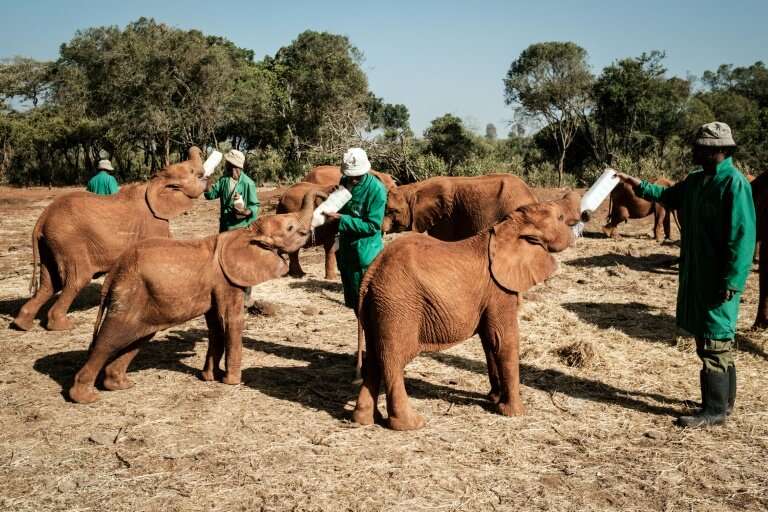 The baby elephants keenly await feeding time—a special nutrient-rich mix administered by keepers