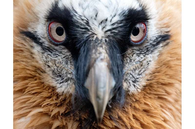 The bearded vulture, which can attain a three-metre wingspan, almost disappeared in Europe at the start of the 20th Century
