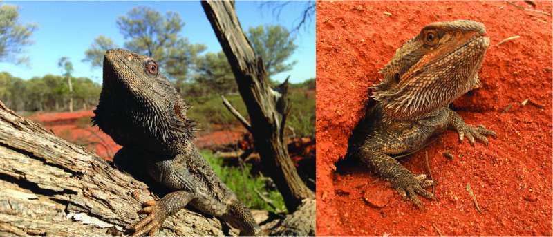 The Birds and the Bees and the Bearded Dragons—Evolution of a Sex-Determination System