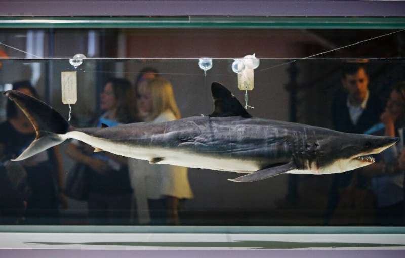 The CITES protection measures would cover sharks such as this mako, the fastest variety in the ocean—this one was caught off the