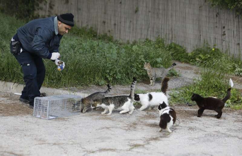 The concentration of stray cats in Jerusalem is among the highest in the Middle East or even the world, experts say