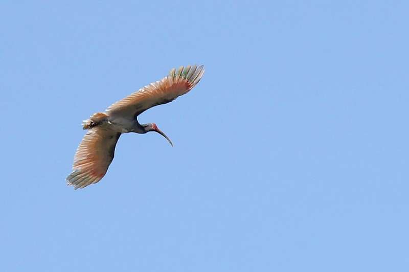 The crested ibis was last seen in the wild in 1979 in the Demilitarized Zone dividing the peninsula