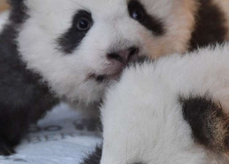 The cubs &quot;Meng Yuan&quot; (L) and &quot;Meng Xiang&quot; were named 100 days after their birth in keeping with Chinese trad