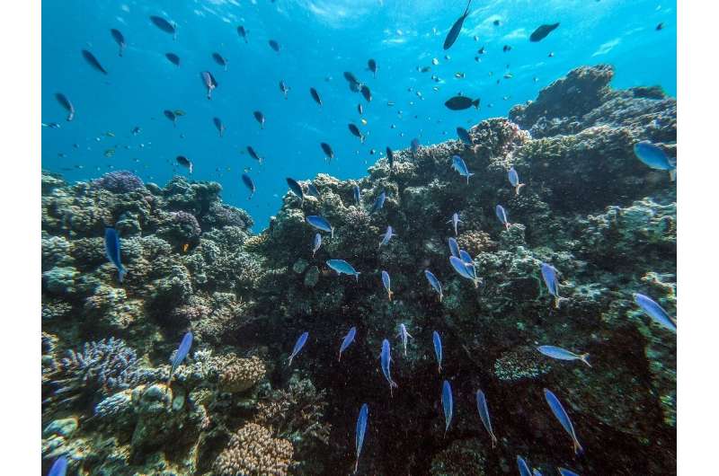 The dazzling turquoise waters and coral reefs off Egypt's Red Sea coast attract scuba divers, but plastic trash and global warmi