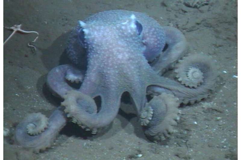 The deeper these octopuses live, the wartier their skin