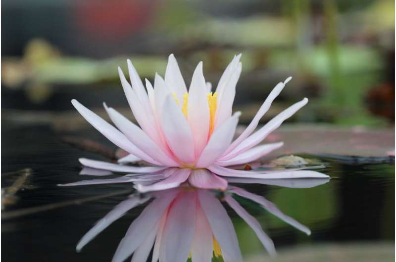 The delicate water lily: A rose by another name?