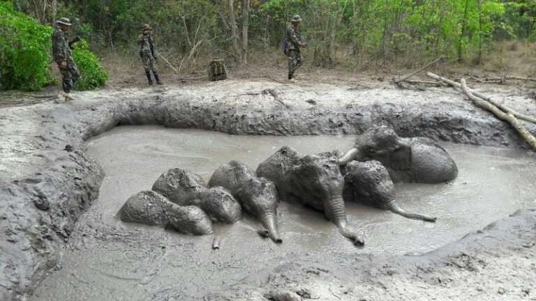 The elephant calves were stuck in a muddy watering hole when they found by park rangers