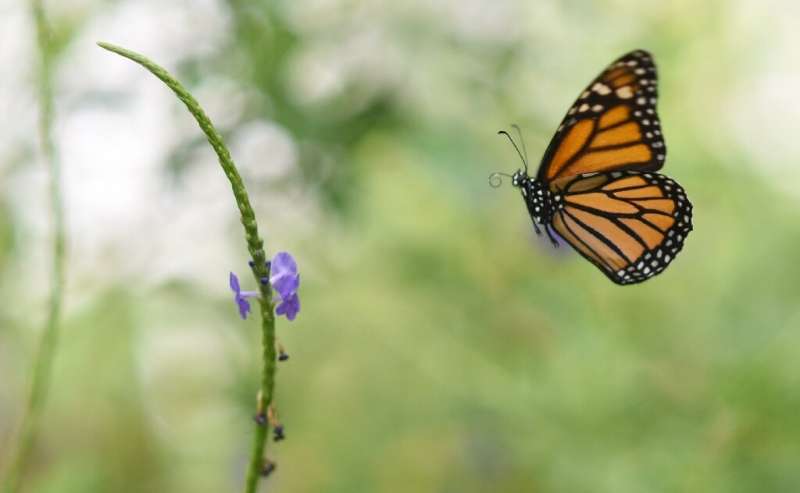 The EPA says herbicide glyphosate could pose risks to pollinators such as monarch butterflies, but is not carcinogenic