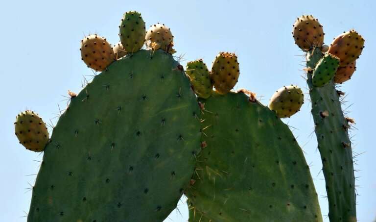 The FAO says that beyond its immense benefits, the &quot;humble cactus&quot; can help fight food insecurity, improve soil qualit