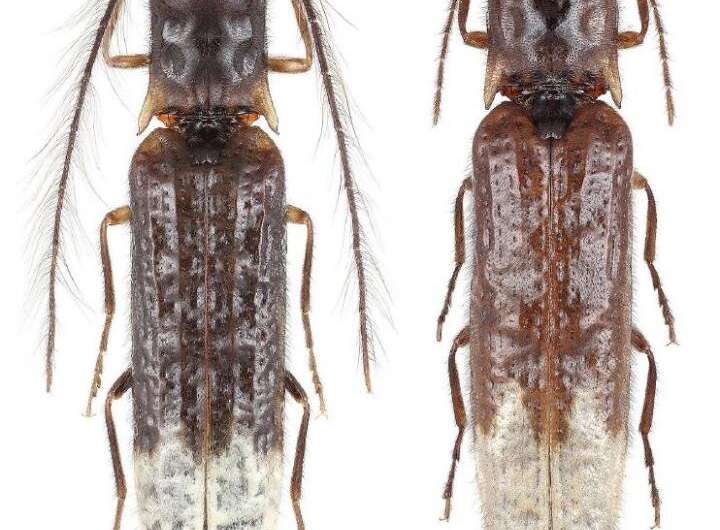 The first bioluminescent click beetle discovered in Asia represents a new subfamily