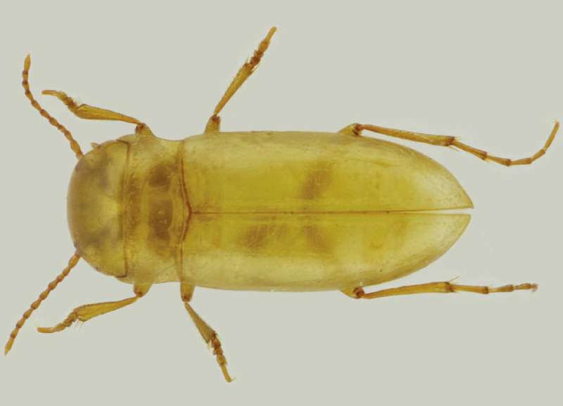 The first case of a Portuguese beetle living exclusively in groundwater