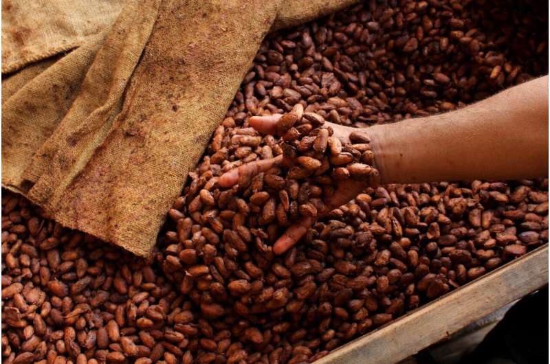 The flavor of chocolate is developed during the processing of the cocoa beans