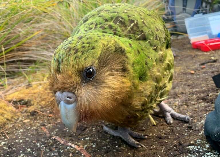 The flightless noctural kakapo was thought to be extinct just 50 years ago but its numbers are on the rise after a record breedi