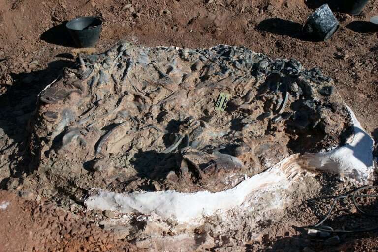 The fossilised dinosaur remains discovered in western Argentina are believed to be 220 million years old
