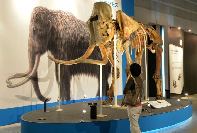 The frame specimen of a mammoth is displayed at an exhibition in Yokohama, suburban Tokyo on July 12, 2013; the giant mammals ha