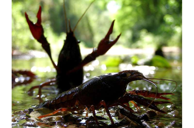 The global invasion routes of the red swamp crayfish, described based on genetics