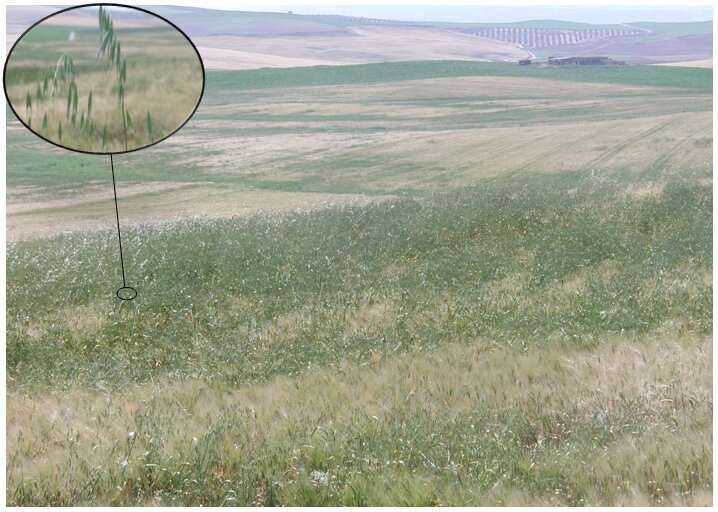 The growth of a wheat weed can be predicted to reduce the use of herbicides