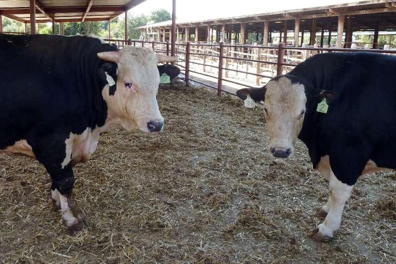 The hornless offspring of a gene- modified bull (L), alongside a horned control cow, are seen at the University of California-Da