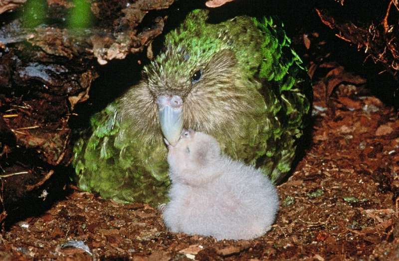 The kakapo - 'night parrot' in Maori - only  mates every two to four years when New Zealand's native rimu trees are full of frui