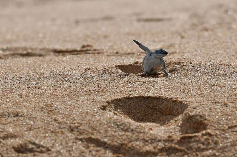 The Lamu archipelago is a haven for wildlife, including the green turtle, which nests on its beaches