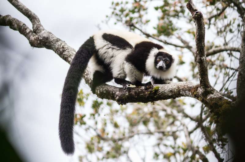 The last chance for Madagascar's biodiversity
