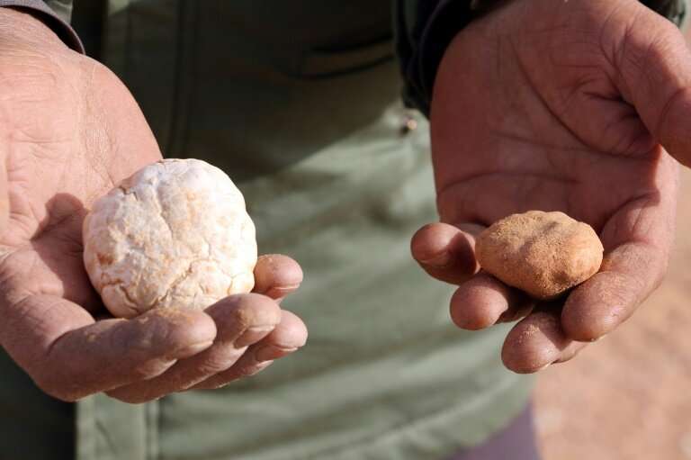 The Libyan white truffle is &quot;of excellent quality&quot; and &quot;prized in Gulf countries&quot;, says truffle merchant Abd