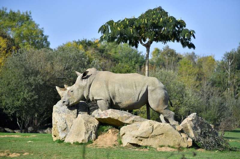 The life expectancy of white rhinos in the wild is about 50 years