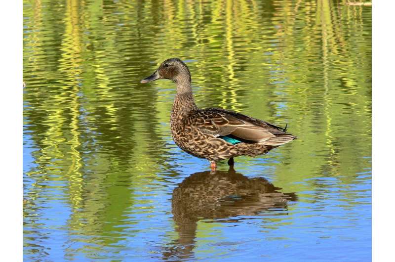 The little duck that could: Study finds endangered Hawaiian duck endures