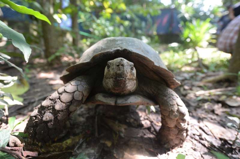 The local population of Asian Forest Tortoises was estimated at less than 50 before the recent births
