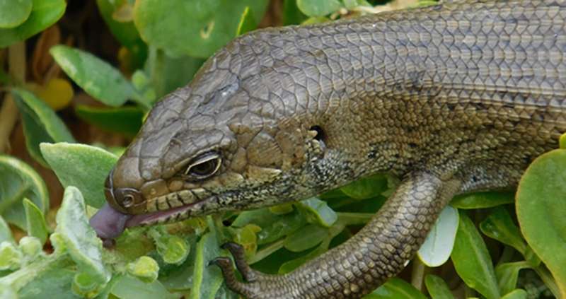 The long tale of a lizard’s regrown tail