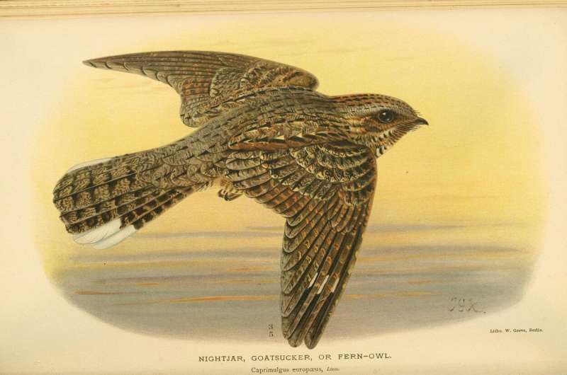 The lunar cycle drives the nightjar's migration
