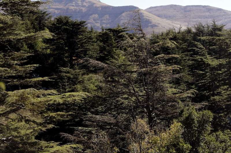 The mighty cedar trees of Lebanon are mentioned in the Bible and have clung to the mountains along the eastern Mediterranean for