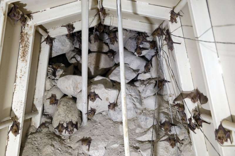 The military outposts were made into &quot;alternative spaces&quot; for bats to roost after human activity damaged natural caves