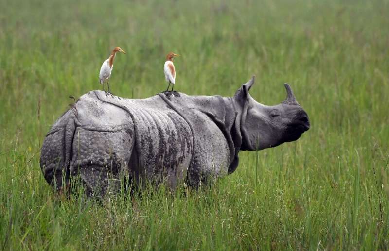 The monsoon may bring respite from the scorching heat, but for the rangers and animals at Kaziranga National Park it also brings